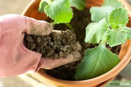 Immagine titolata Plant a Herb Pot Step 6