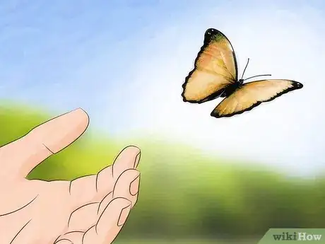 Immagine titolata Care for a Butterfly with a Broken Wing Step 11