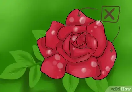Immagine titolata Keep Rose Petals Fresh Step 3