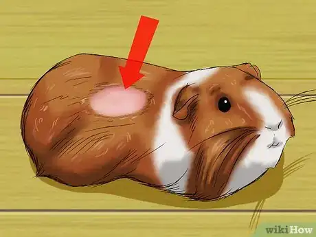 Immagine titolata Know if a Pet Guinea Pig Is Ill Step 6