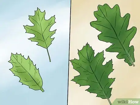 Immagine titolata Identify Oak Leaves Step 7