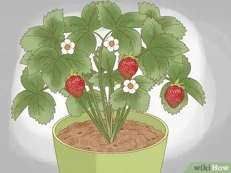 Immagine titolata Plant Strawberries Indoors Step 13