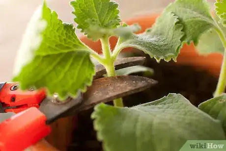 Immagine titolata Plant a Herb Pot Step 7