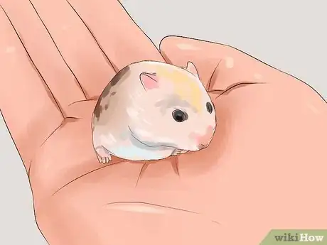 Immagine titolata Keep a Happy Hamster Step 10