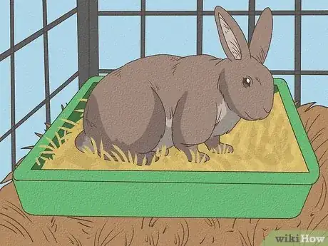 Immagine titolata Care for Rex Rabbits Step 10