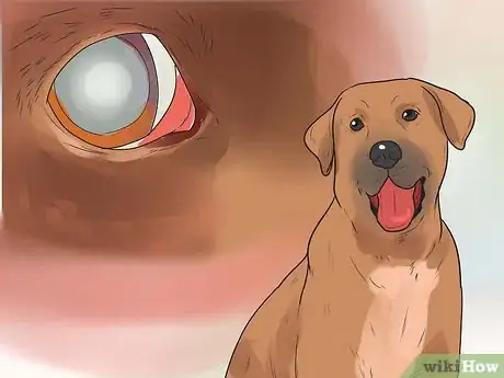 Immagine titolata Tell if a Dog Is in Pain Step 5