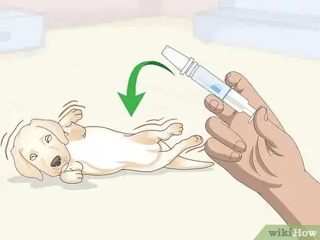 Immagine titolata Treat Focal Seizures in Dogs Step 4