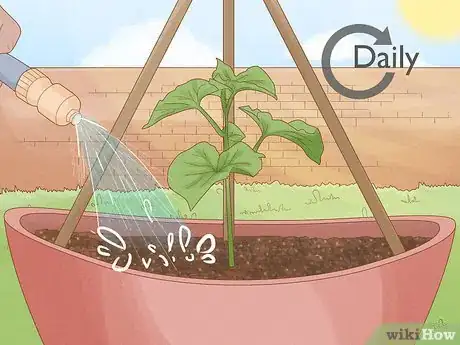 Immagine titolata Grow Cucumbers in Pots Step 18