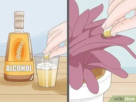Immagine titolata Control Scale Insects on Indoor Plants Step 2