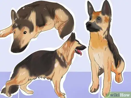 Immagine titolata Tell if Your Dog Has Parvo Step 2