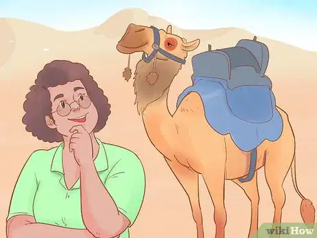 Immagine titolata Buy a Camel Step 18