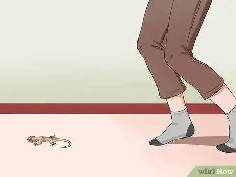 Immagine titolata Catch a Lizard Without Using Your Hands Step 3