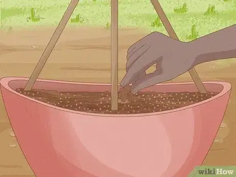 Immagine titolata Grow Cucumbers in Pots Step 11