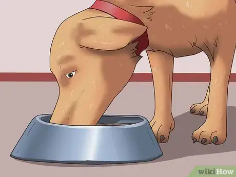 Immagine titolata Get Your Dog to Swallow a Pill Step 6