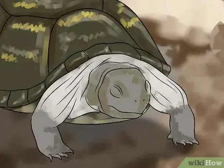 Immagine titolata Care for Your Box Turtle Step 12