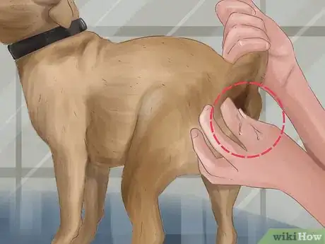 Immagine titolata Express a Dog's Anal Gland Step 12