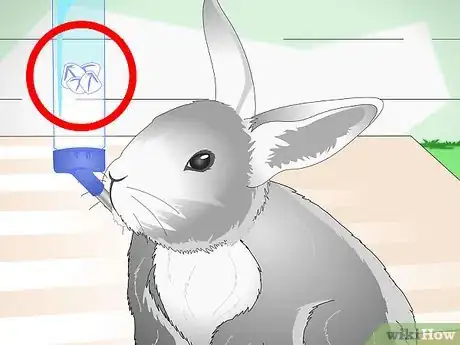 Immagine titolata Keep Pet Rabbits Cool Step 7