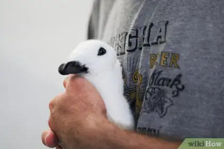 Immagine titolata Hold a Rabbit Step 6
