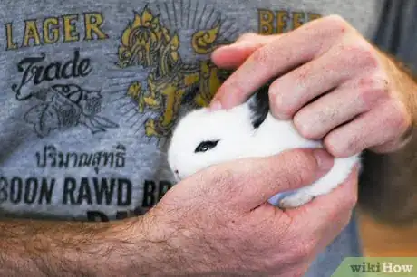 Immagine titolata Hold a Rabbit Step 9