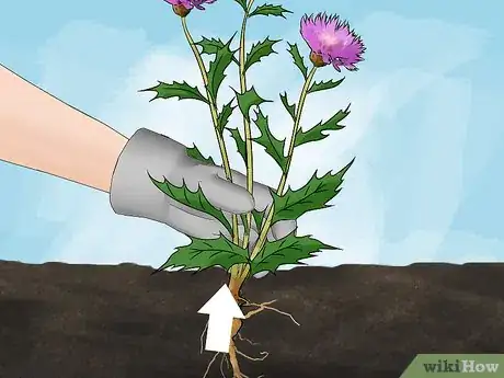 Immagine titolata Get Rid of Thistles Step 2