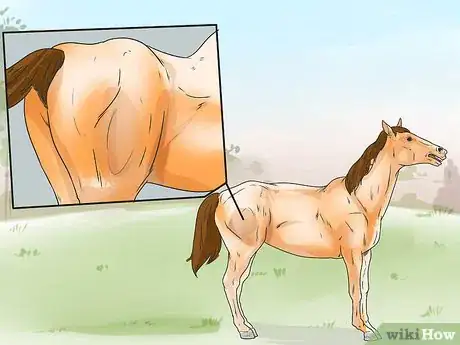 Immagine titolata Tell if Your Horse Needs Hock Injections Step 10