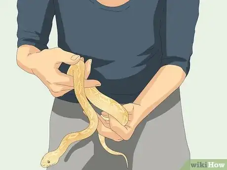 Immagine titolata Hold a Snake Step 10