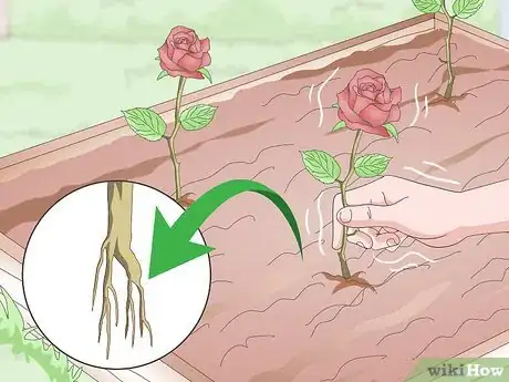 Immagine titolata Take Rose Cuttings Step 12