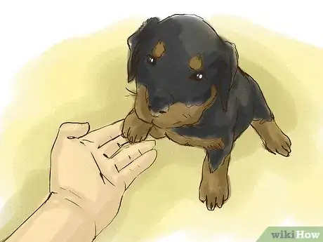Immagine titolata Train Your Rottweiler Puppy With Simple Commands Step 2