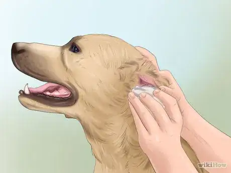 Immagine titolata Groom a Dog Step 7