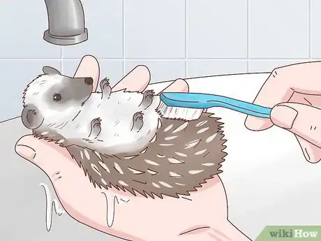 Immagine titolata Take Care of a Hedgehog Step 24