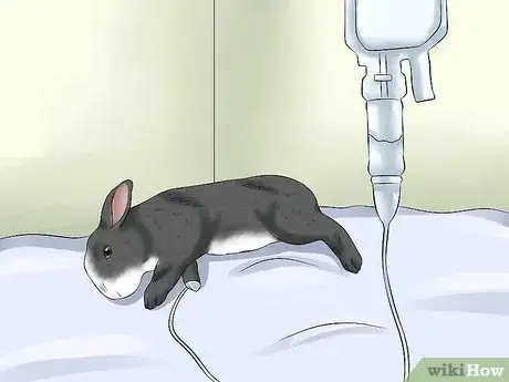 Immagine titolata Treat Heat Stroke in Rabbits Step 8
