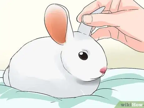 Immagine titolata Clean Your Rabbit's Ears Step 3