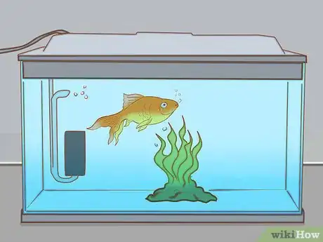 Immagine titolata Add Fish to a New Tank Step 13