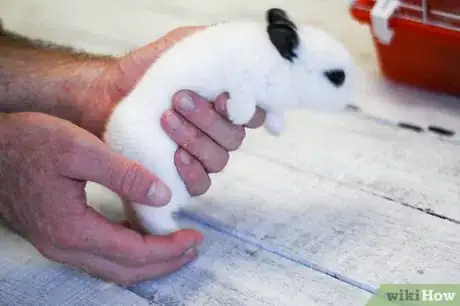 Immagine titolata Hold a Rabbit Step 4