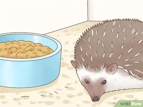 Immagine titolata Take Care of a Hedgehog Step 21