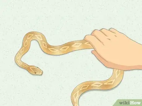 Immagine titolata Hold a Snake Step 11