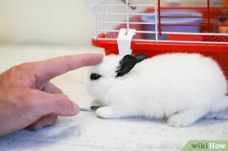 Immagine titolata Hold a Rabbit Step 1