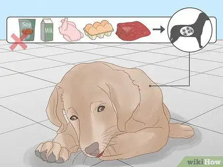 Immagine titolata Stop a Dog from Licking Its Paws with Home Remedies Step 8