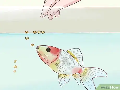 Immagine titolata Prepare Fruits and Vegetables for Goldfish to Eat Step 10