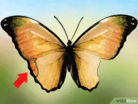 Immagine titolata Care for a Butterfly with a Broken Wing Step 4