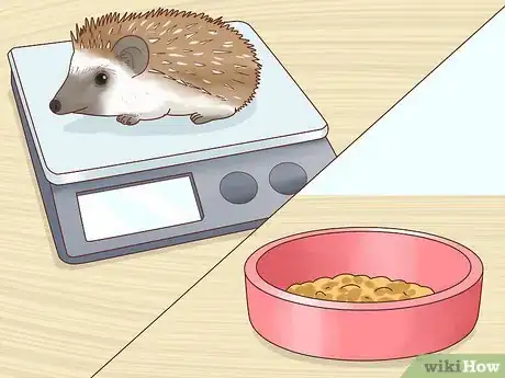 Immagine titolata Take Care of a Hedgehog Step 15