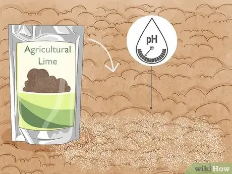 Immagine titolata Grow Peanuts Step 7