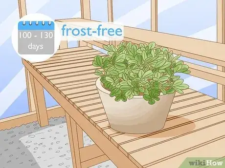 Immagine titolata Grow Peanuts Step 1