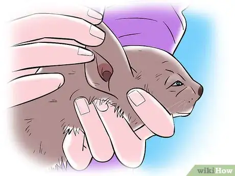 Immagine titolata Treat Ear Mites Step 1