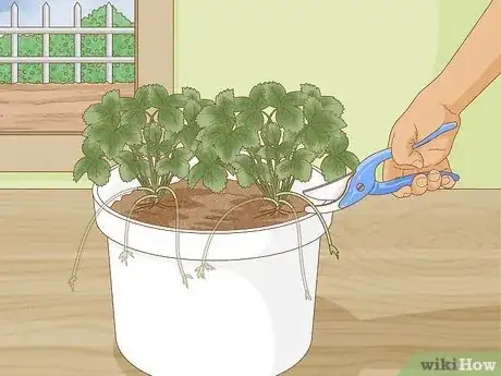 Immagine titolata Grow Strawberries in a Pot Step 16