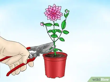 Immagine titolata Store Dahlias over Winter Step 2