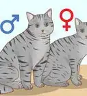 Determinare il Sesso di un Gattino