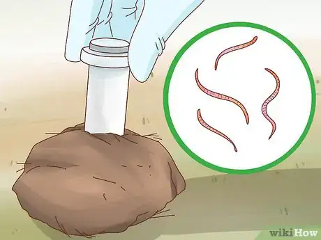 Immagine titolata Fatten up a Horse Step 4