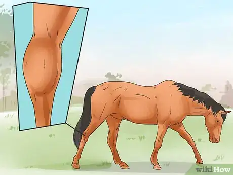 Immagine titolata Tell if Your Horse Needs Hock Injections Step 12