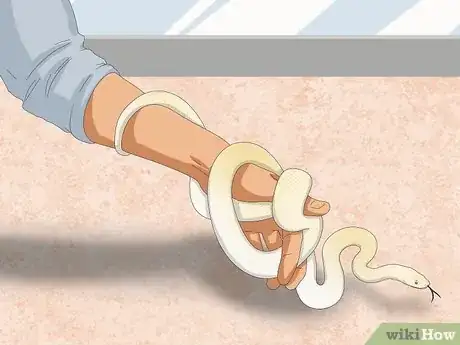 Immagine titolata Hold a Snake Step 14